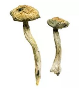 Jerry Garcia Magic Mushrooms