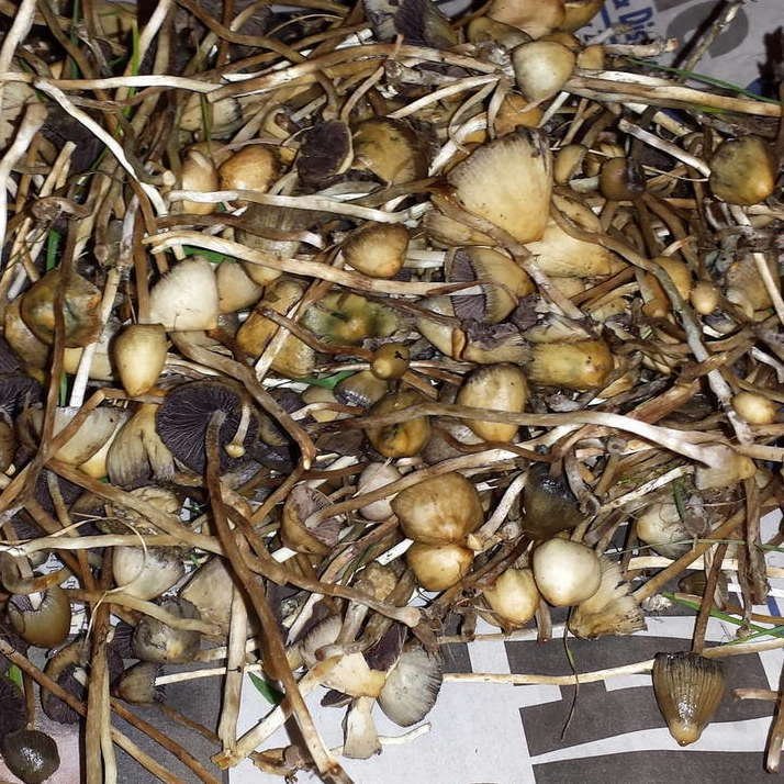 Psilocybe semilanceata Mushroom Psilocybe semilanceata Mushroom