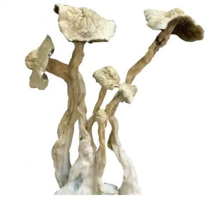 Albino A+ Mushroom Albino A+ Mushroom