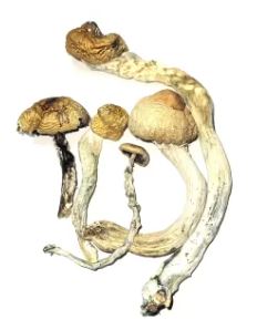 Golden Teacher Mushrooms