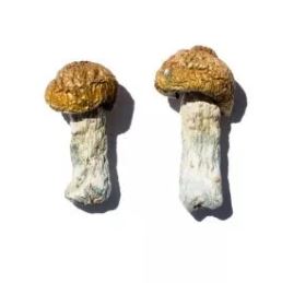 Hero Magic Mushrooms