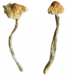 Huautla Mushroom
