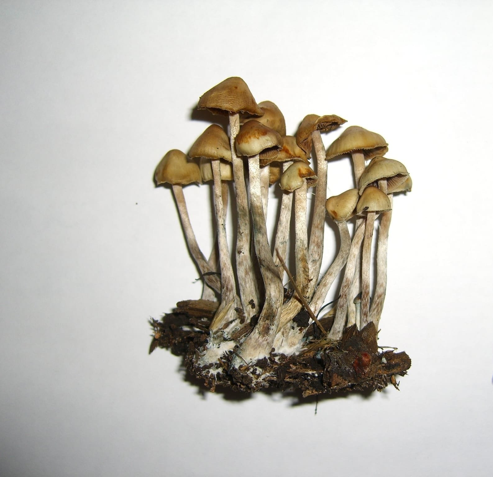 Psilocybe Cyanofibrillosa Mushroom Psilocybe Cyanofibrillosa Mushroom