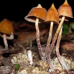 Psilocybe hoogshagenii Mushroom