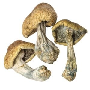 cambodian gold magic mushrooms β energizing golden cap psilocybe strain cambodian gold magic mushrooms β energizing golden cap psilocybe strain